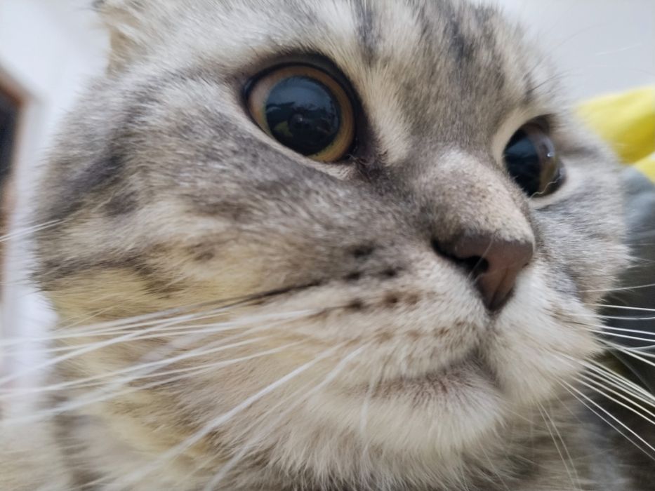 чистокровная шотландская вислоухая