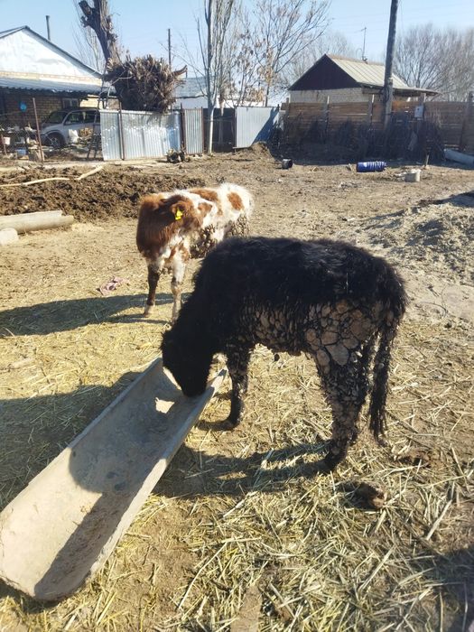 Ургашы баспактар сутти сиыр тукымы