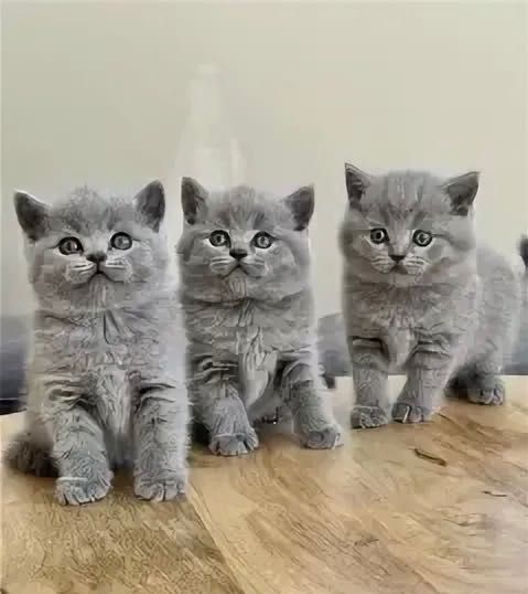 Прелестненькие Котята