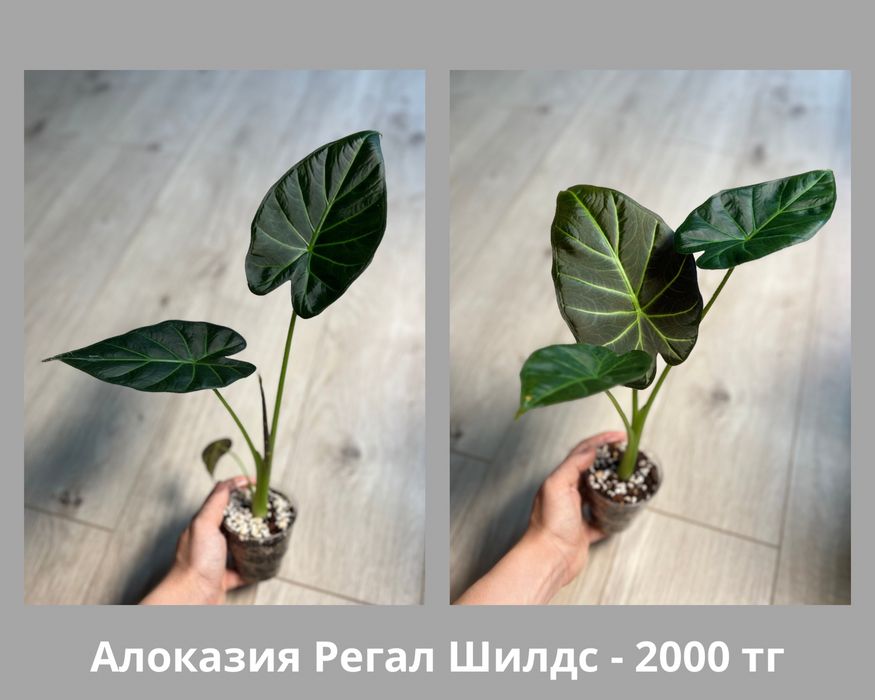 Детки Алоказий (разные)