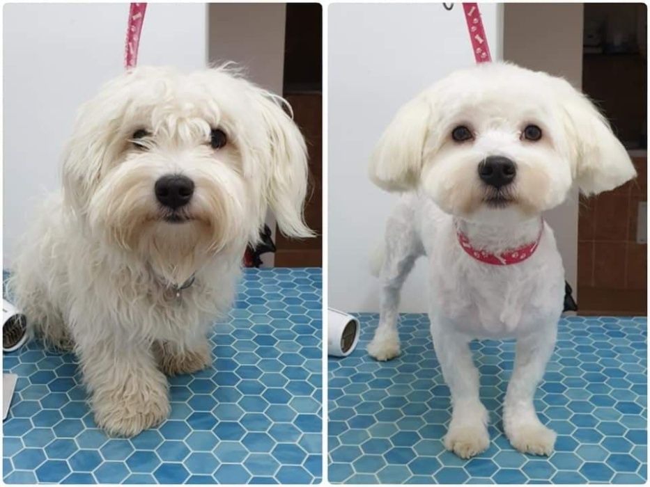 Toaletaj canin - Campia Turzii