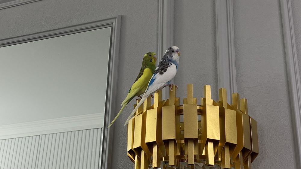 Продам попугаев с клеткой