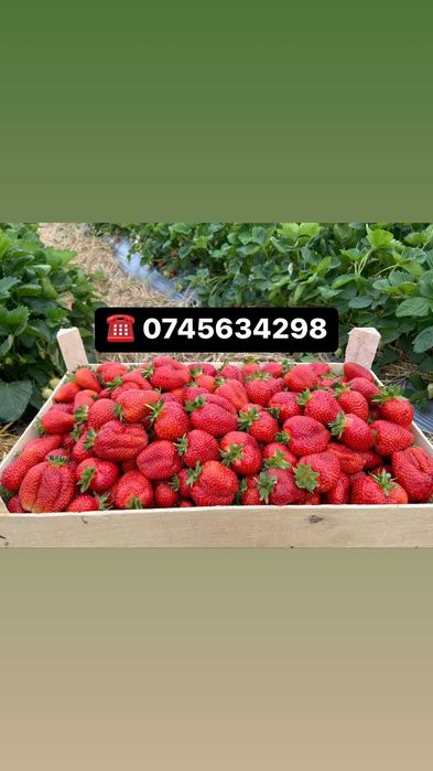 Vand stoloni soiul albion si diverse soiuri anuale Asia,Alba