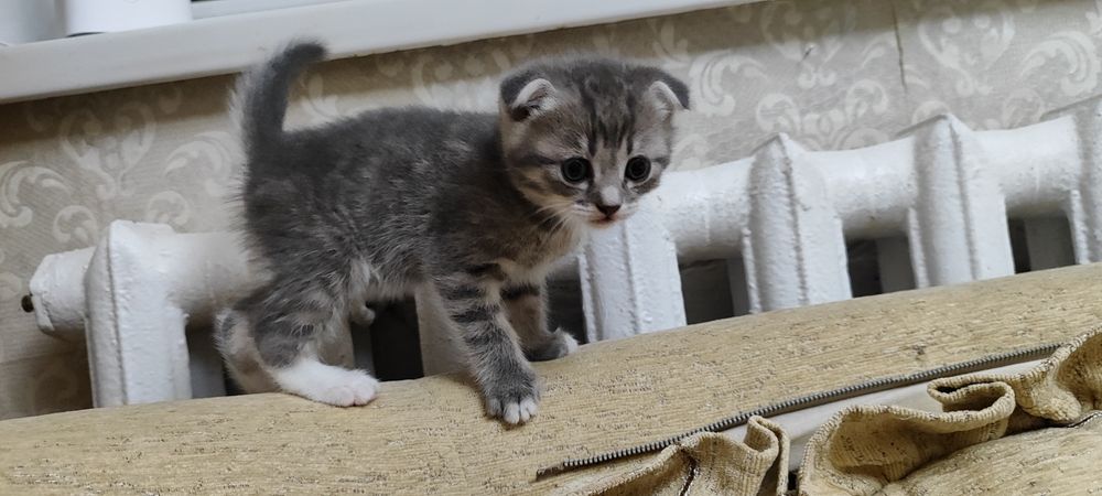 Котята шотландские