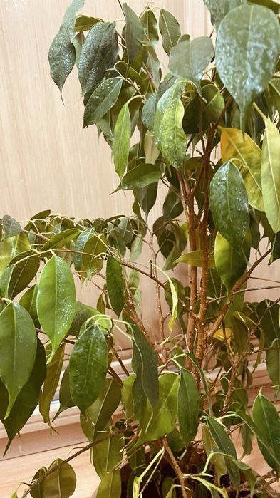 Продам домашнее растение фикус