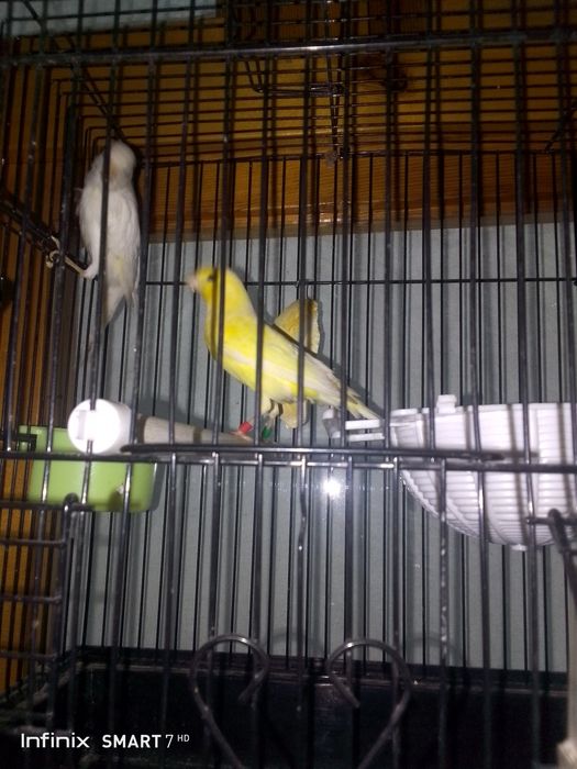 Канарейка сотилади нар мода