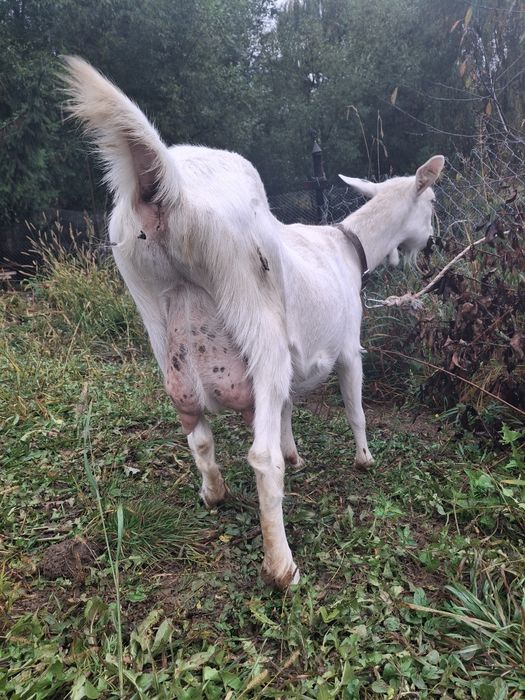 Capra tânără de rasa saanen