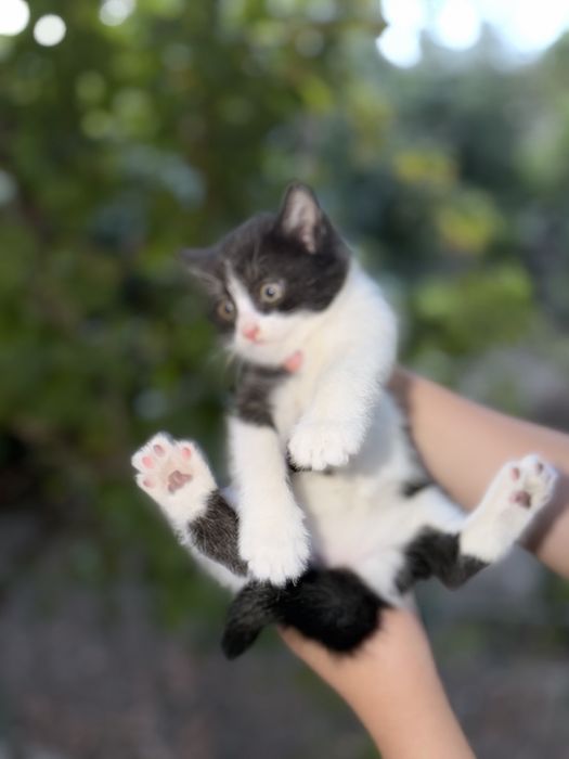 Skittish strayt koshki