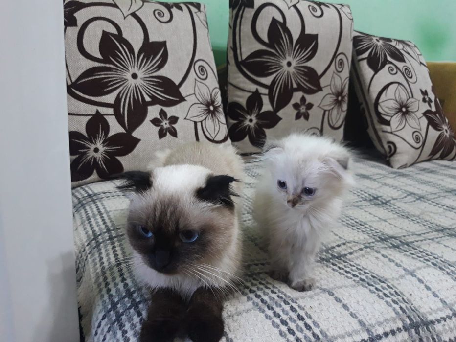 Отдам кошечку вислоухую