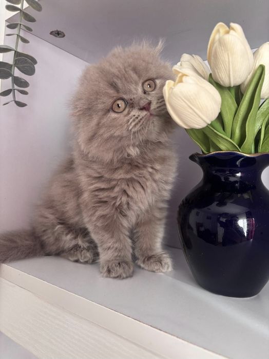 Scottish longhair