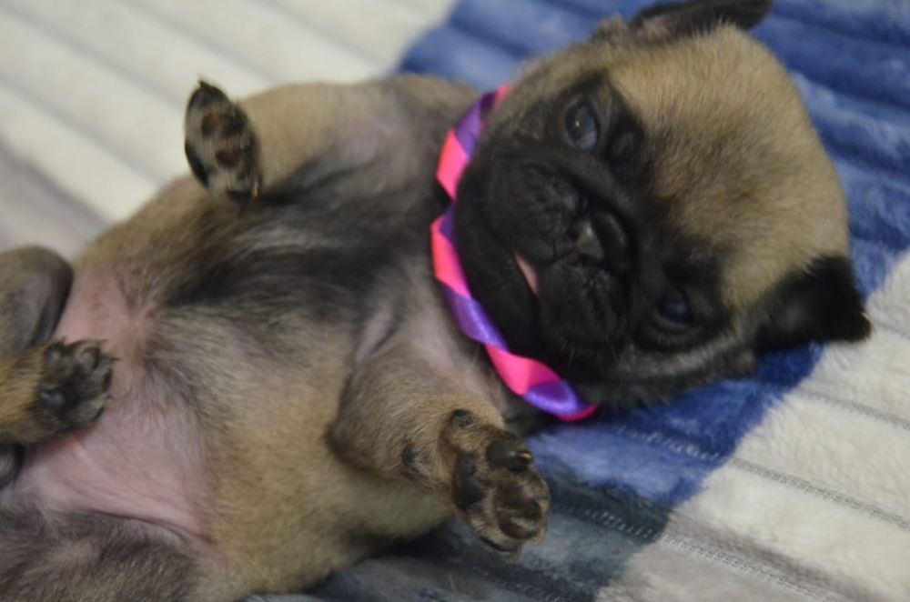 Продам щенков Мопса.