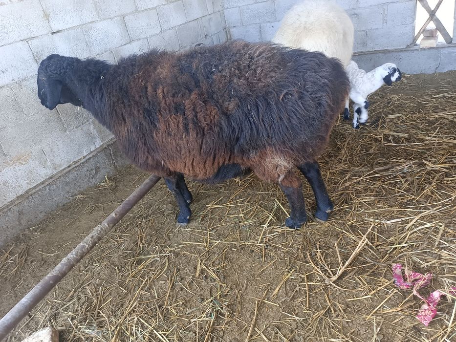 Yirik buğõz qõy sotiladi