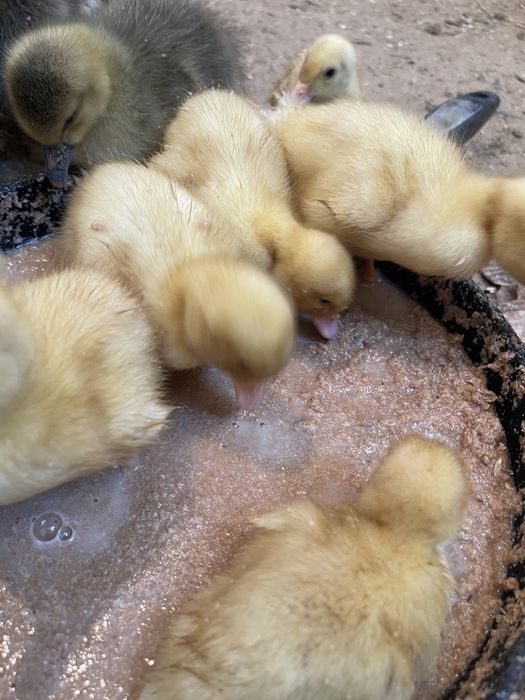 Қаз/үйрек балапандары