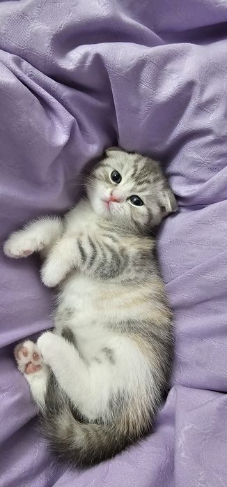 Продам шотландская вислоухая