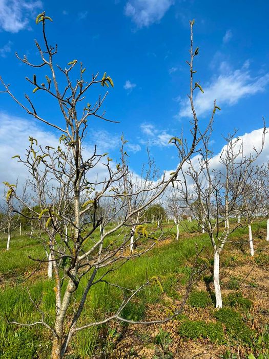 Livadă nuci matură, plantație intensivă, irigație + fântână, Sălaj