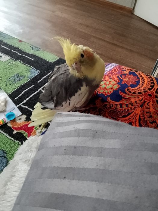 Карелла самец ручной