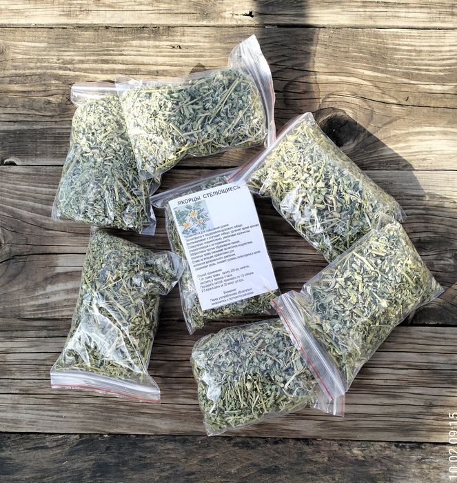 Якорцы стелющиеся. Трибулус