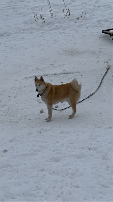 Продам ЛАЙКУ ЗСЛ щенок