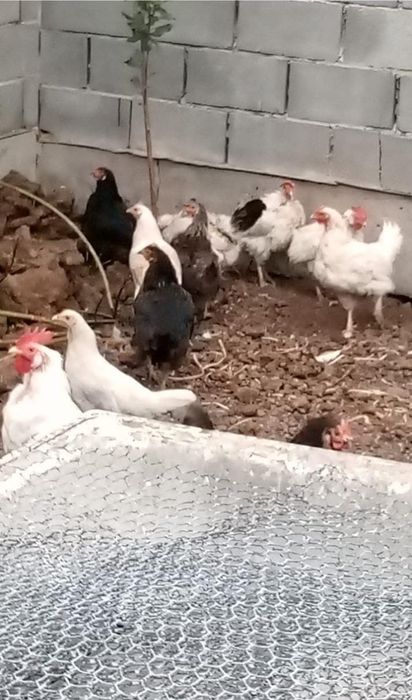Продам куриц домашних оптом
