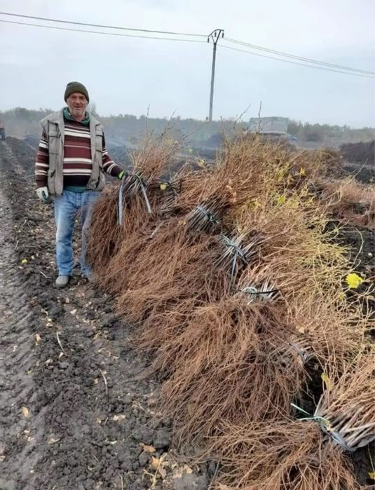 Vand butasi vita de vie fraga alba,capsunica,ananas