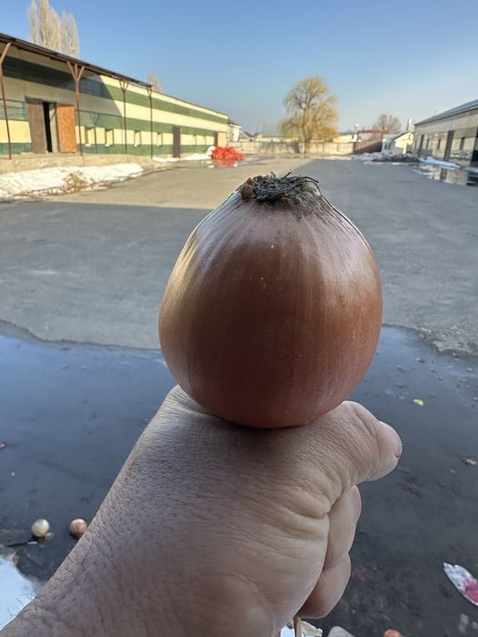 лук репчатый сухои