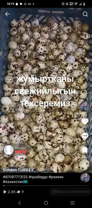 Бөдене балапан суточный сатылады срочно