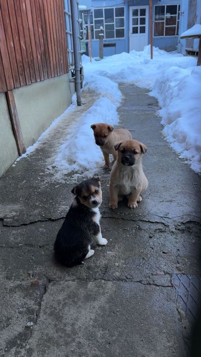 dau spre adopție catel de talie mica