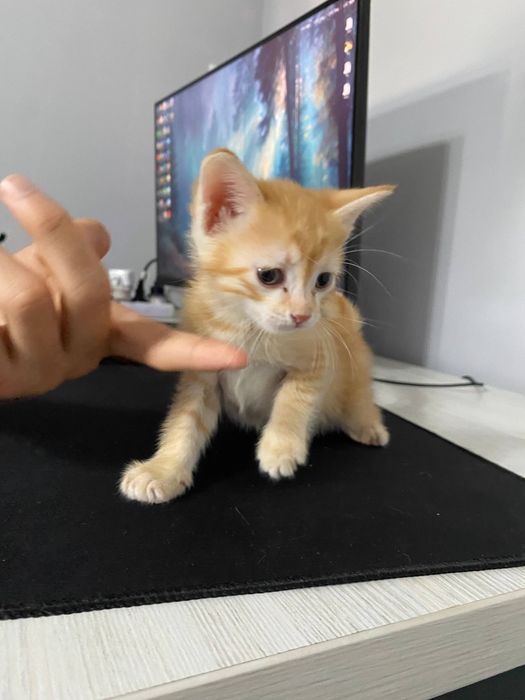 Mushukchalar sotiladi 4 ta