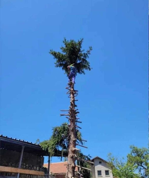 Рязане на опасни дървета