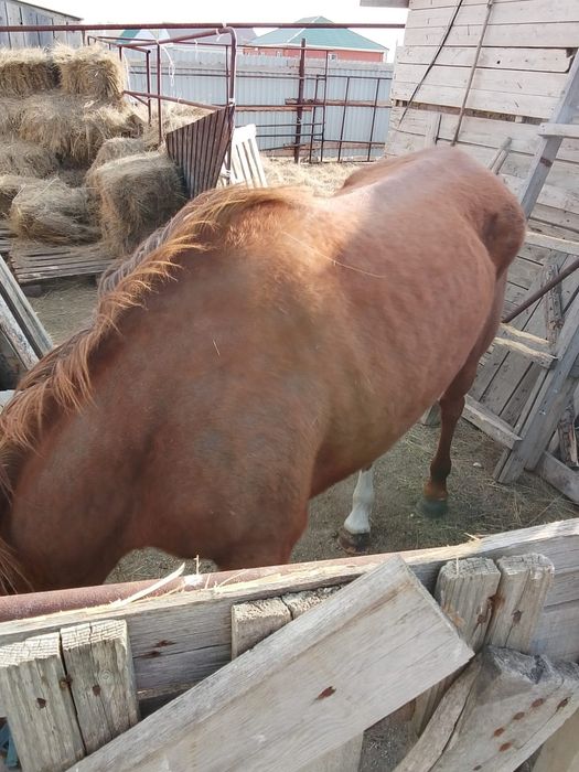 Бие сатылады. Срочно сатылады