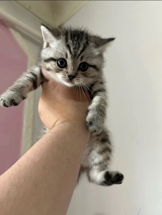Кошка срочно сотилади