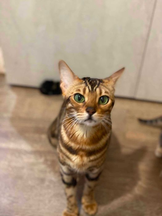 Бенгалски котенца