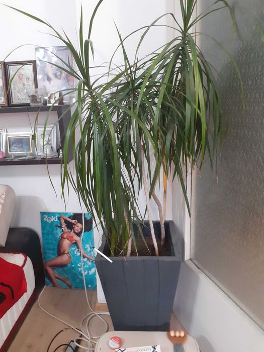 Продавам Палма Драцена