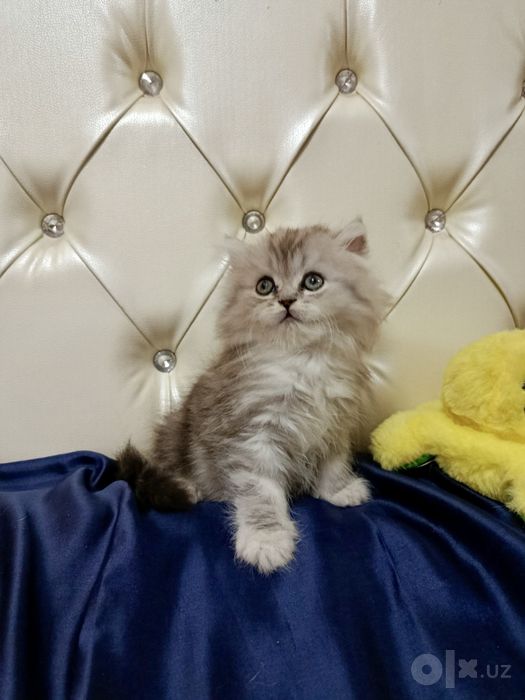 Британская шиншилла серебро! Мальчик!