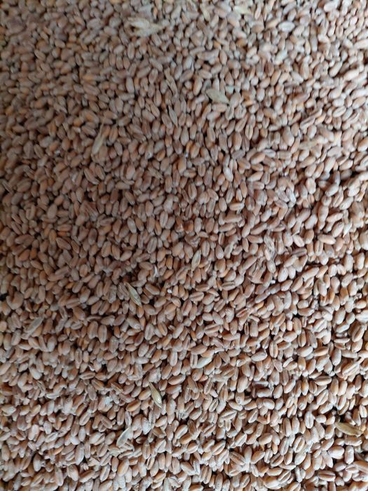 Vând grau producție 2025.