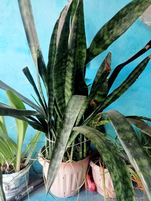 Домашние цветы красивые