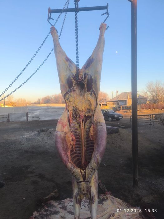 Ту бие сатылады сойылған