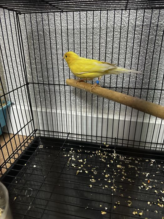 продам канарейку поет