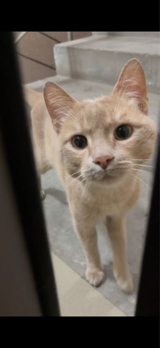 Отдадим даром кота