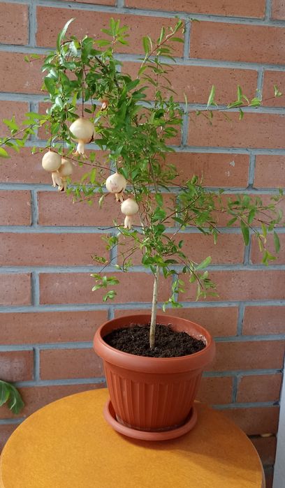 Гранат плодоносящий