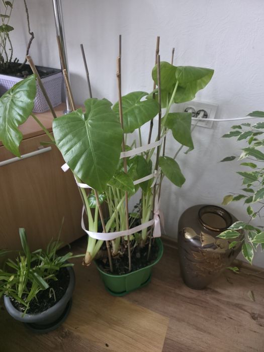 Продам цветы. Самовывоз