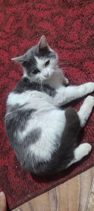 Mehrli qo'llar uchun Qiz Mushuk