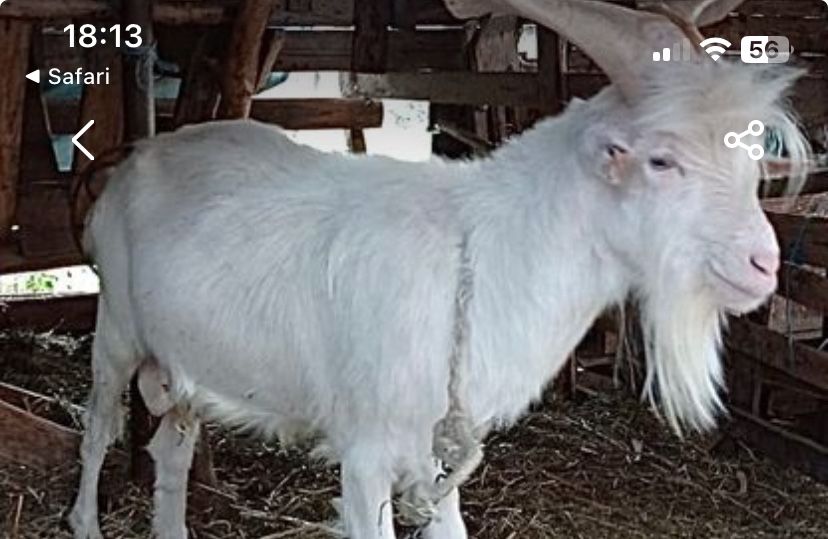 Vand capre, ieduțe și țapi din rasa SAANEN!