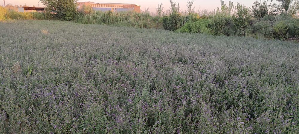 Beda sotiladi 12 sotox KELISHAMIZ