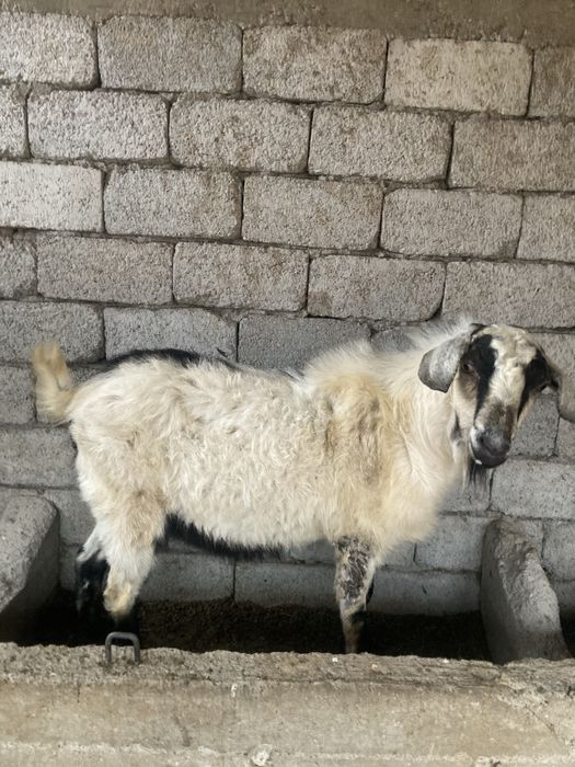 Теке сатылады.