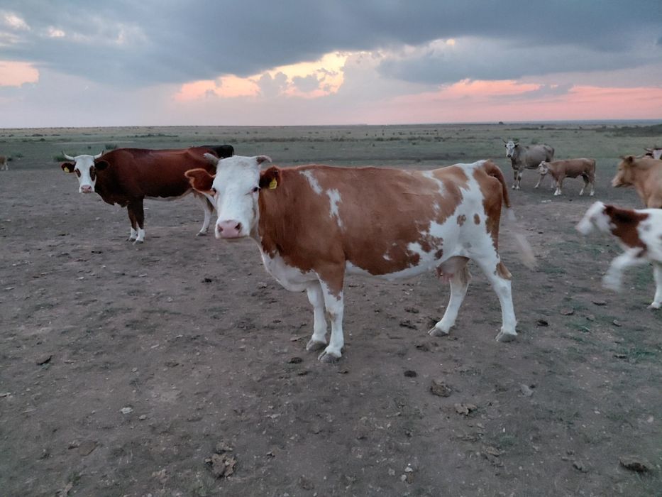 Продам дойную корову с теленком