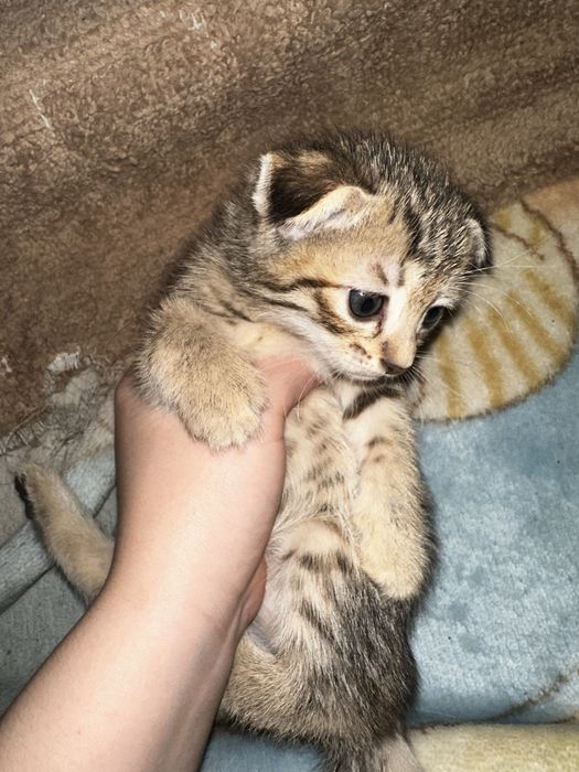 Кошки бесплатно