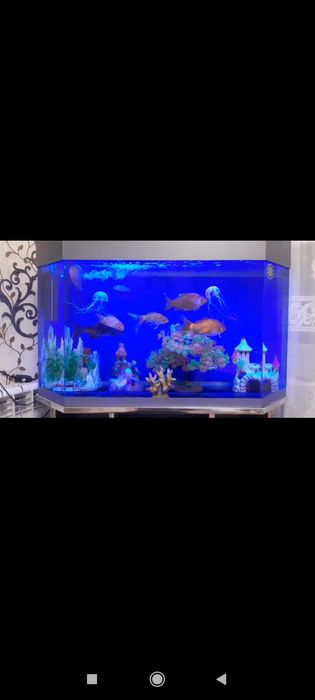 Akvarium sotiladi !