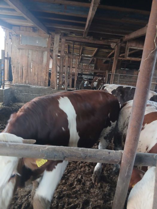 Vând, viței cu greutatea de aproximativ 320 kg