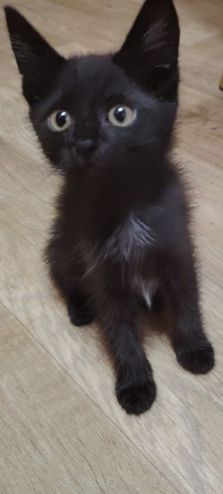 Котики маленькие